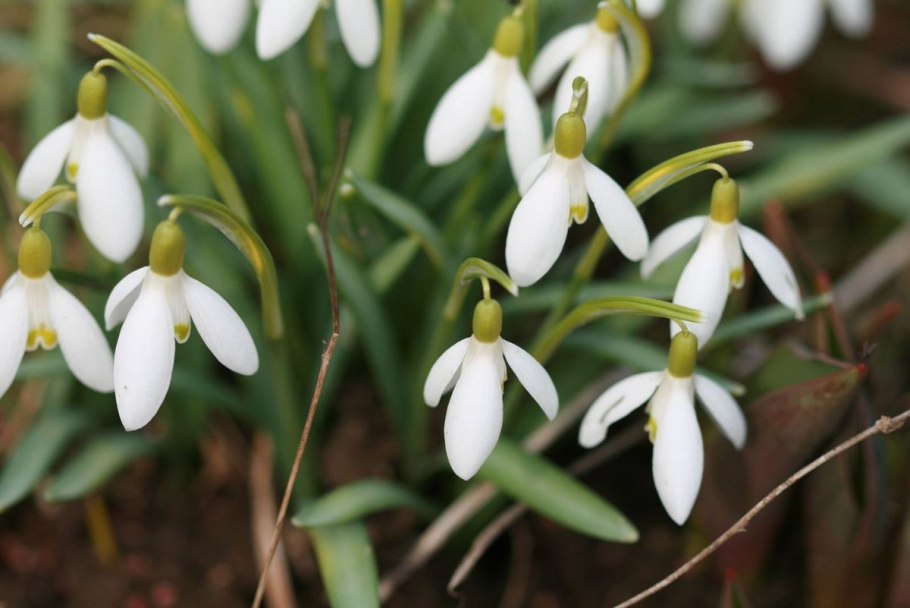 Подснежник тонколистный