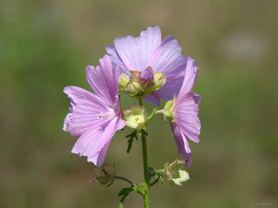 Белорусские цветы