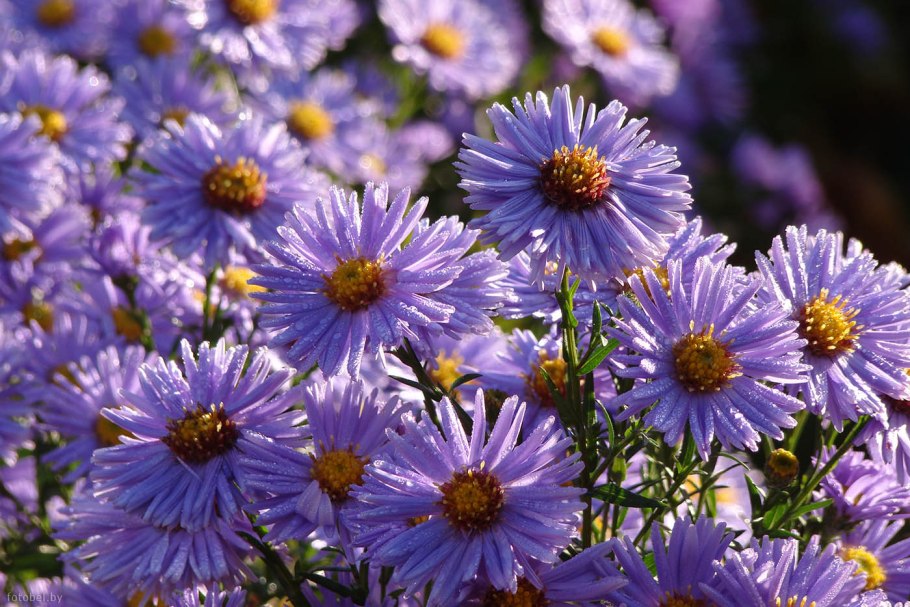 Белорусские цветы