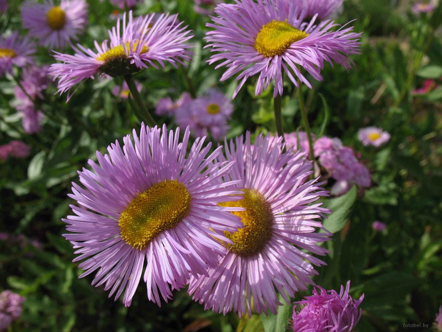 Белорусские цветы