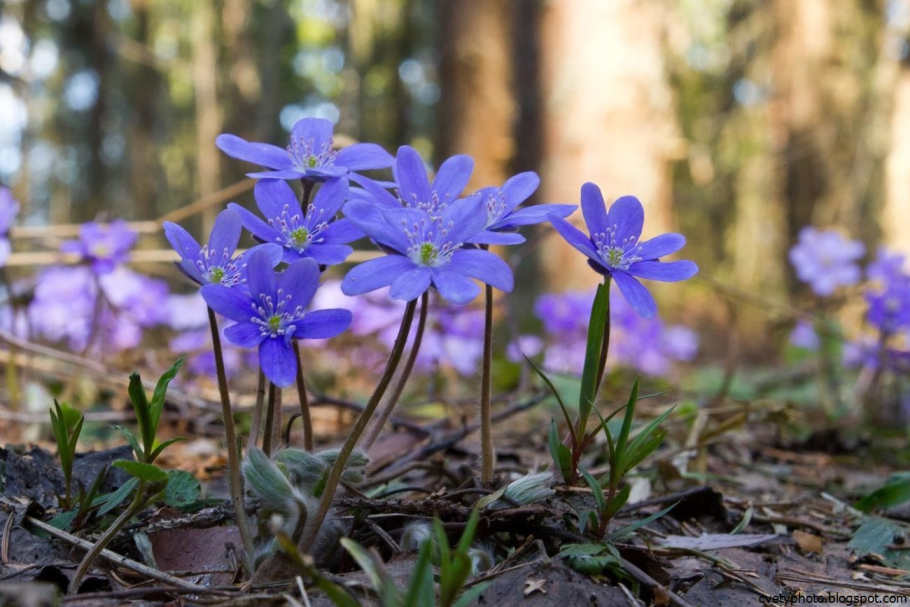 Прострела Даурского (сон-травы)