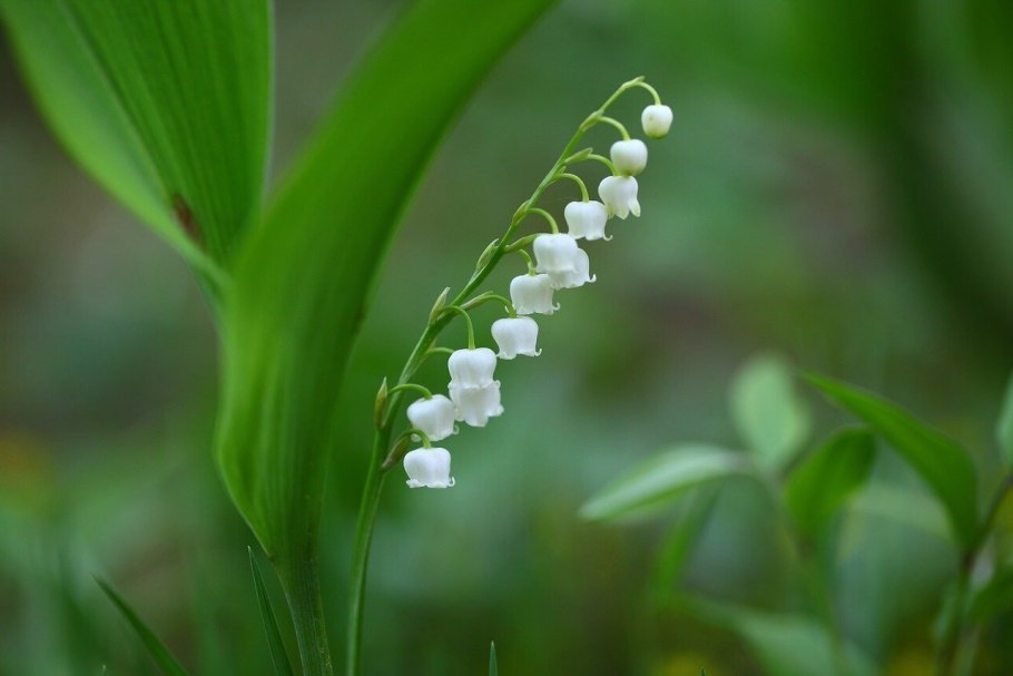 Ландыш горный Convallaria Montana