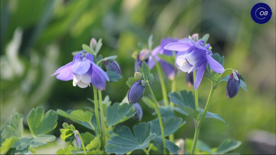 Костяника черника брусника