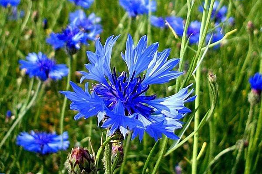 Полевые цветы люпины