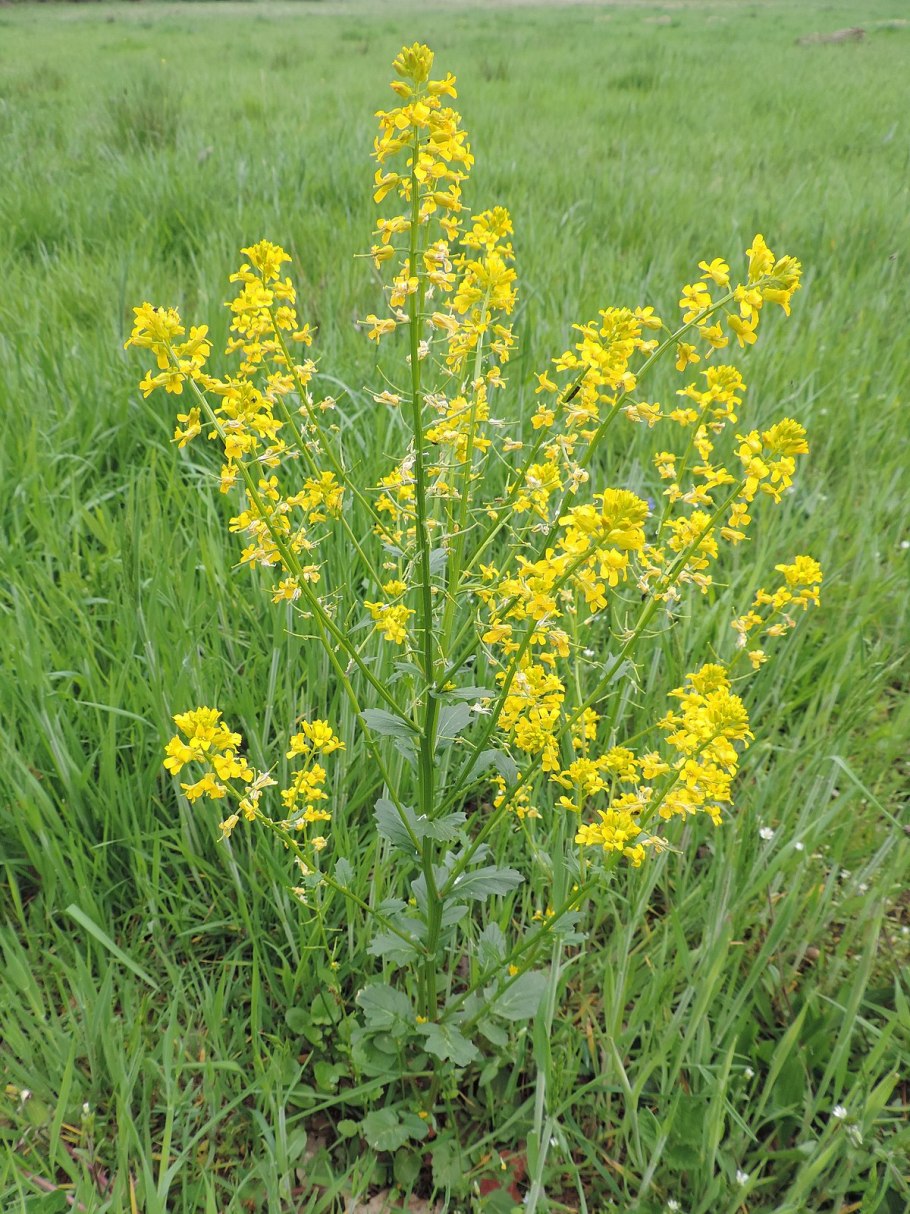 Brassica nigra - горчица черная