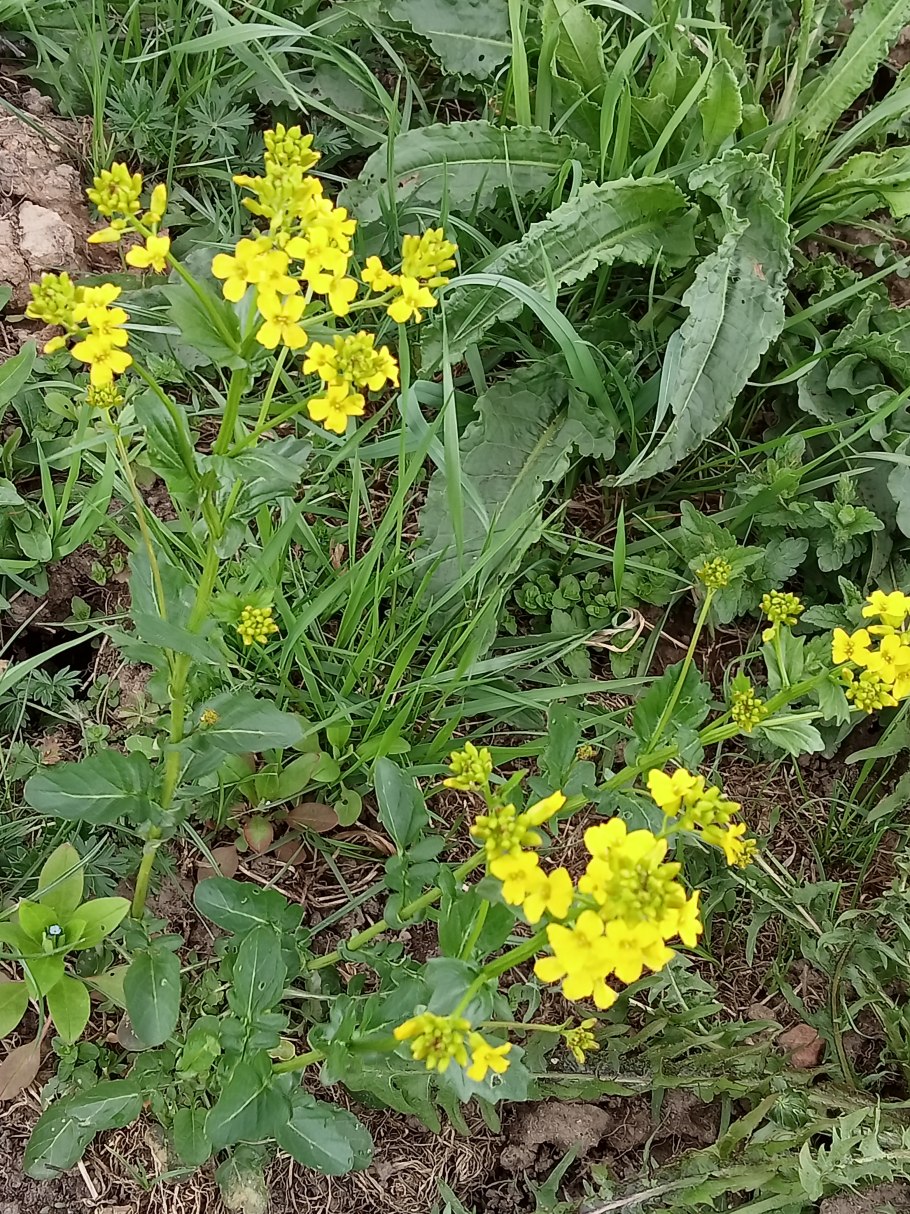 Лядвенец рогатый сидерат