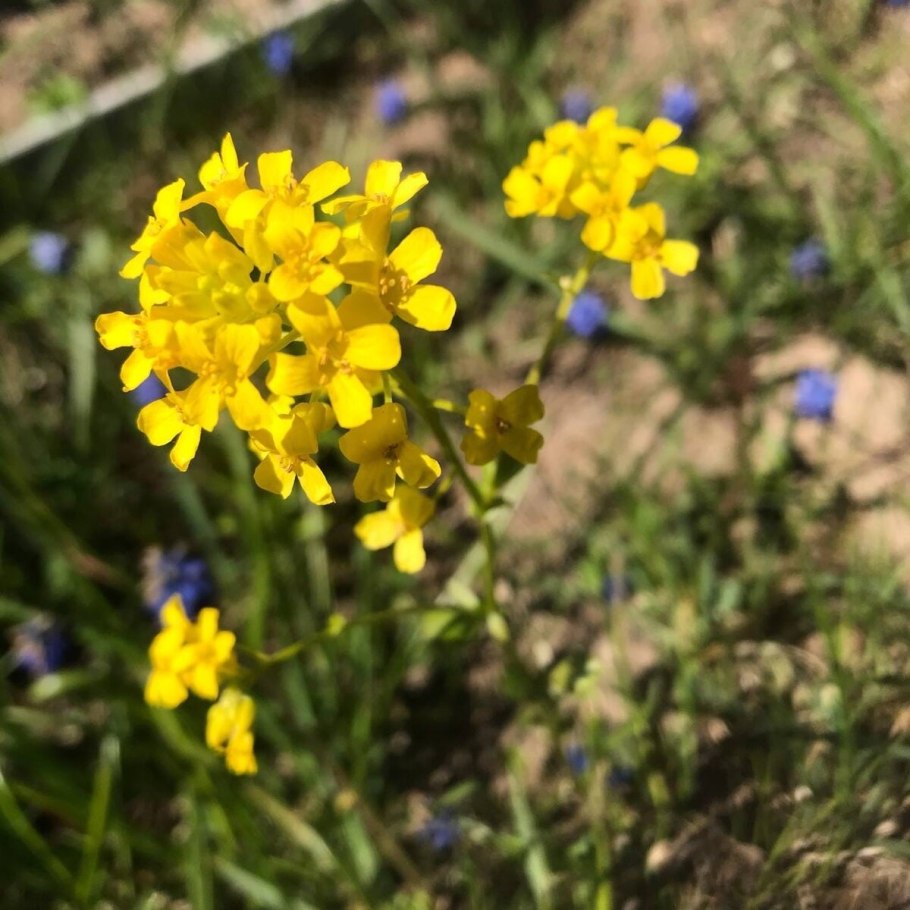 Сурепка пряморогая