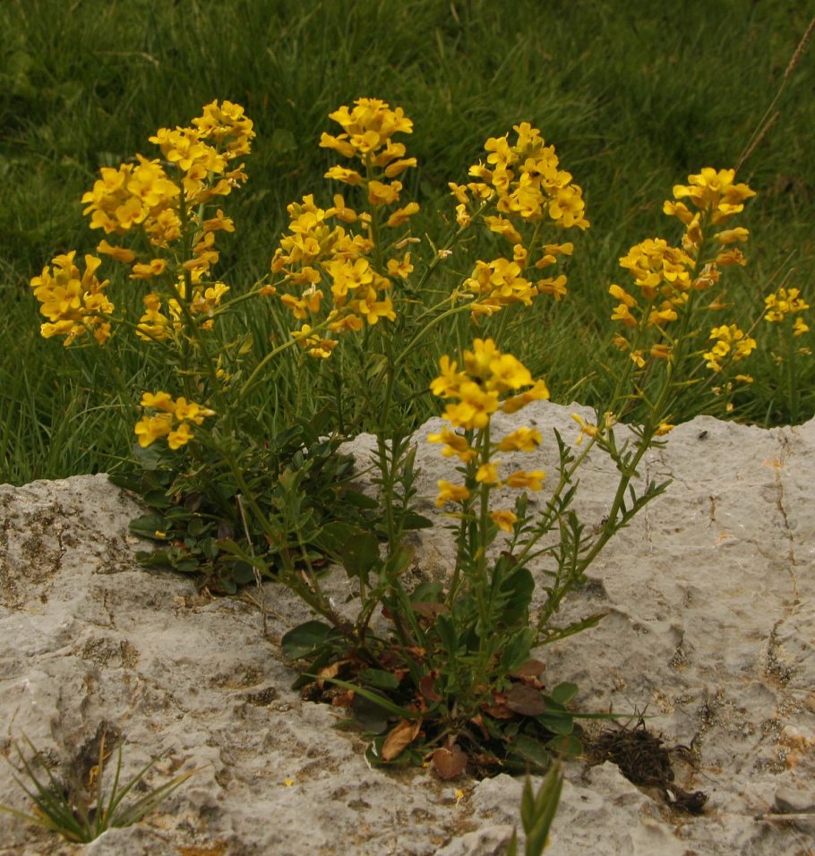 Сурепка каменная