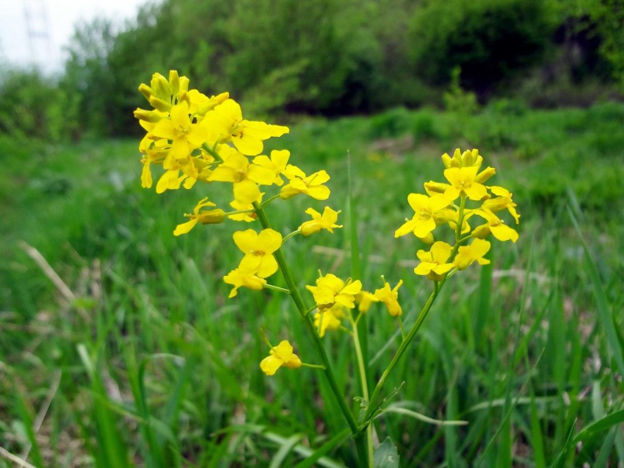 Сурепка масличная