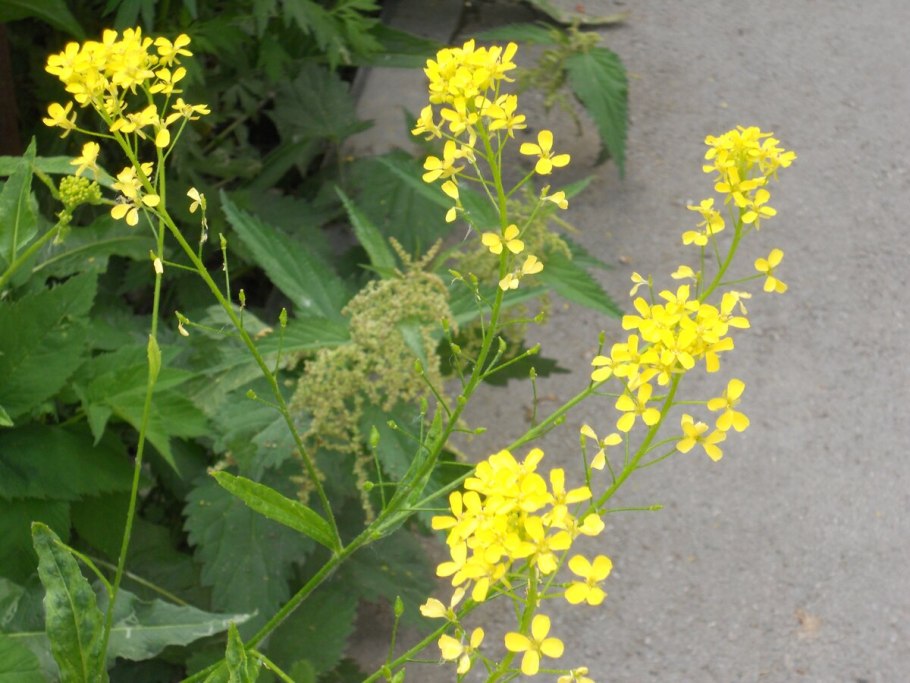 Капуста Полевая сурепка