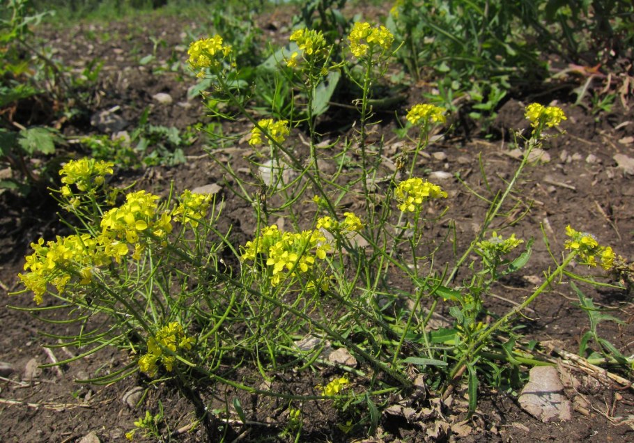 Сурепка обыкновенная поле