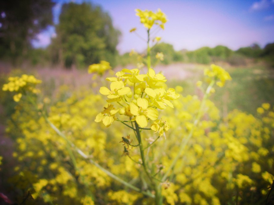 Рапс розовый