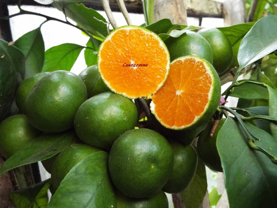 Мандарин Миагава