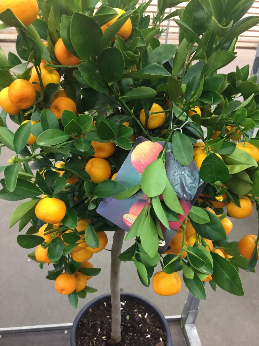 Цитрофортунелла мандарин