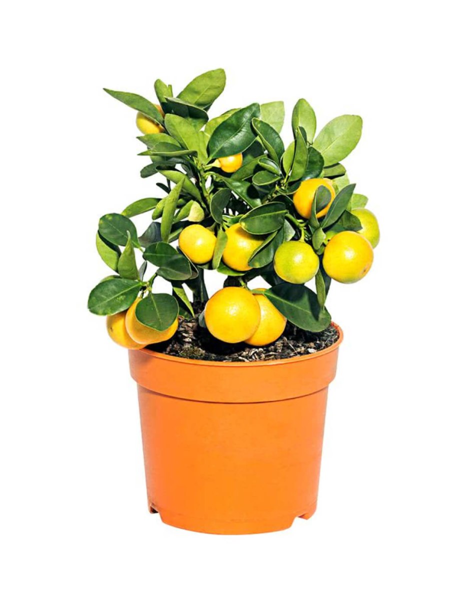 Цветок цитрус каламондин