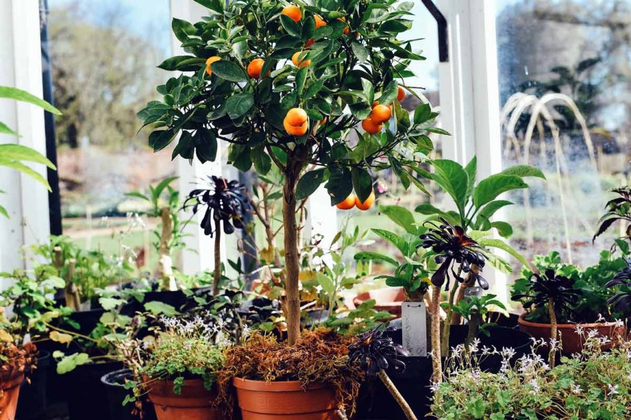 Мандарины в оранжерее