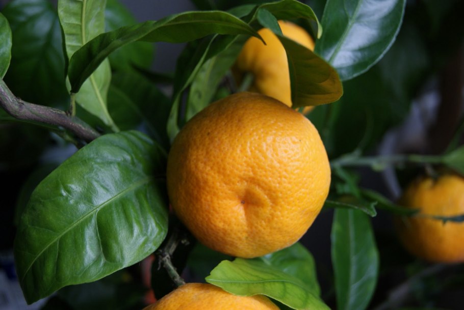 Мандарин померанец комнатный