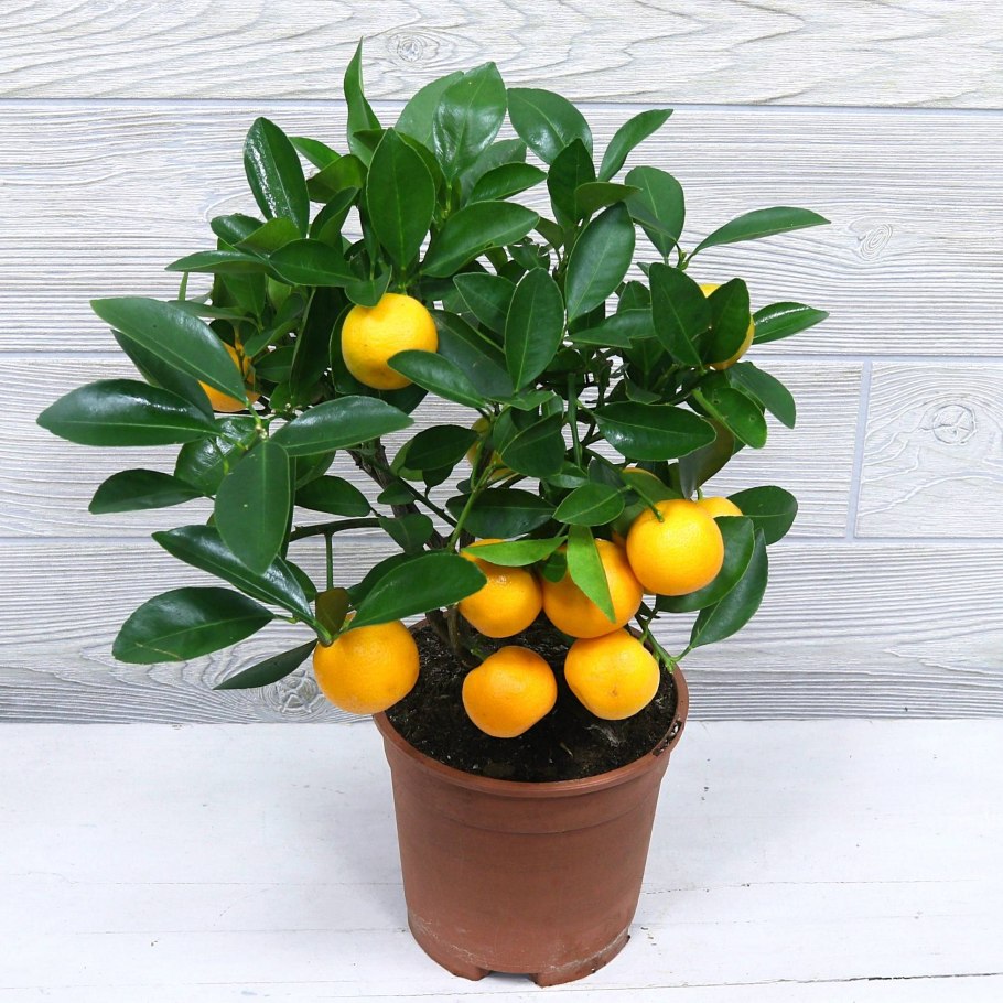 Мандарин уншиу комнатный