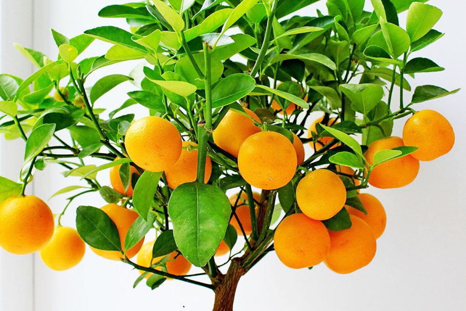 Цветение лимона Мейера