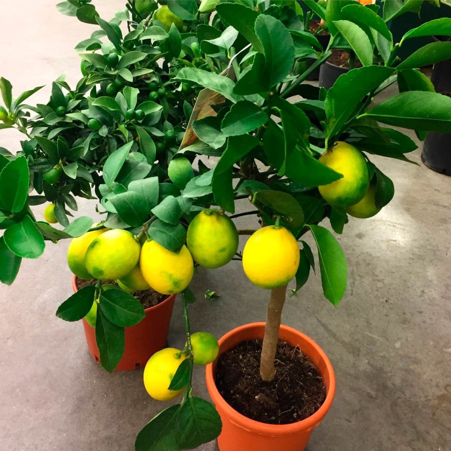 Мандарин померанец комнатный