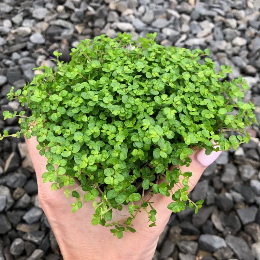 Гелксина (Soleirolia, Helxine)