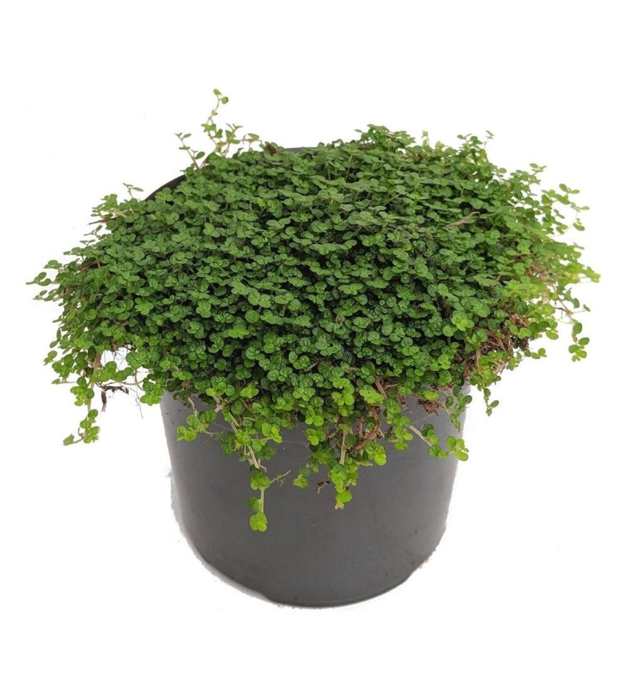 Пилея Микрофилла