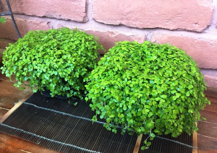 Солейролия Грин