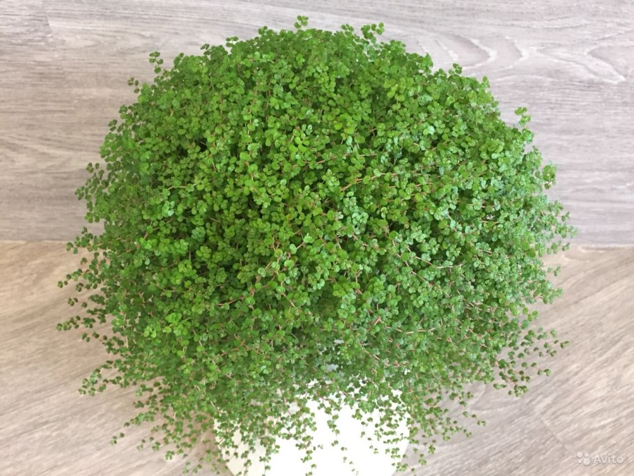 Гелксина солейролия