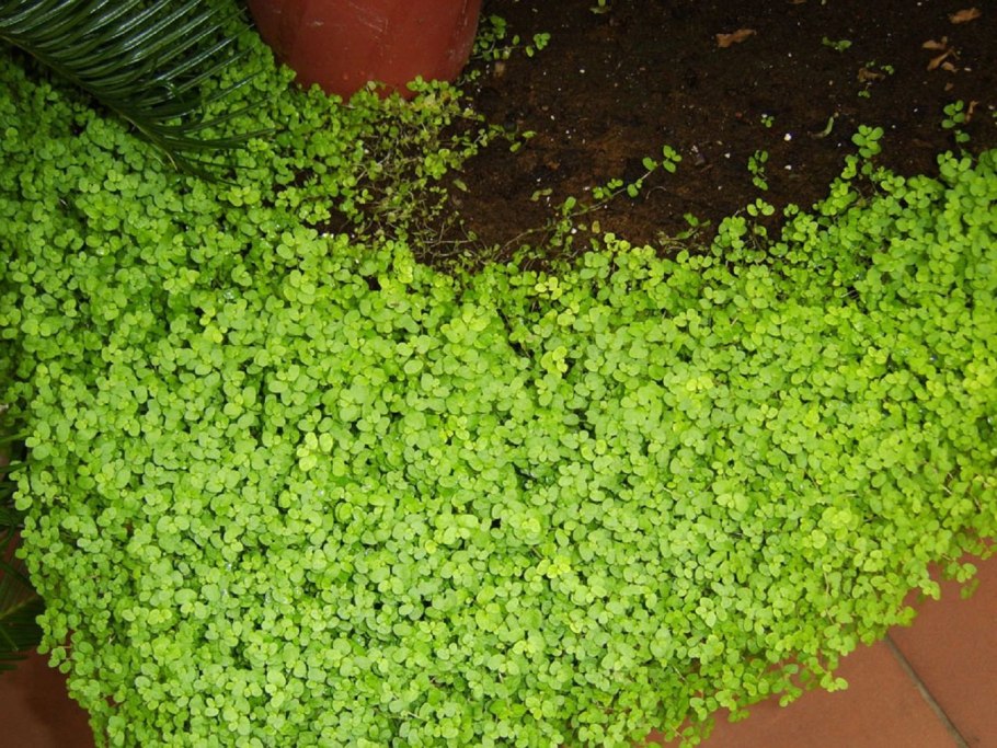 Солейролия Сильвер