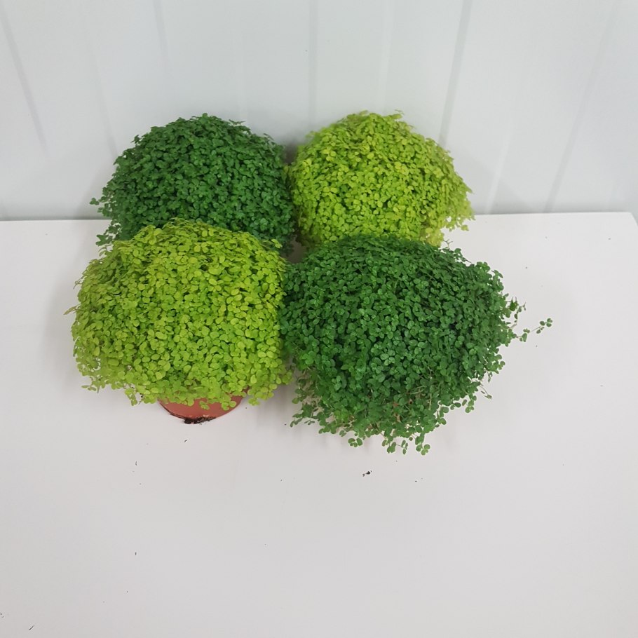 Солейролия пилея