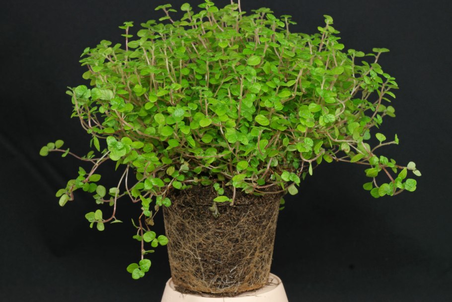 Солейролия пилея