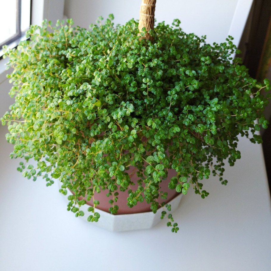 Солейролия Солейроля