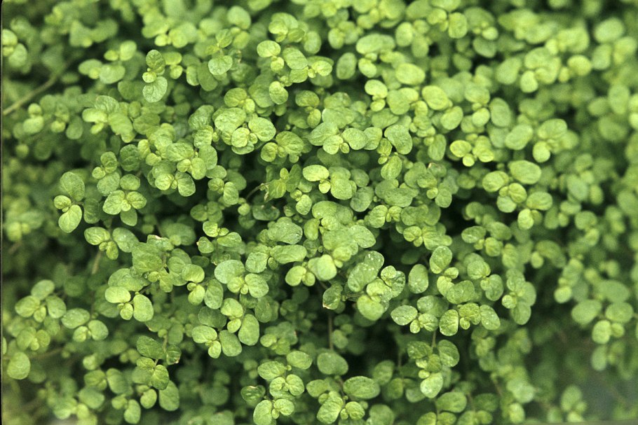 Цветок солейролия