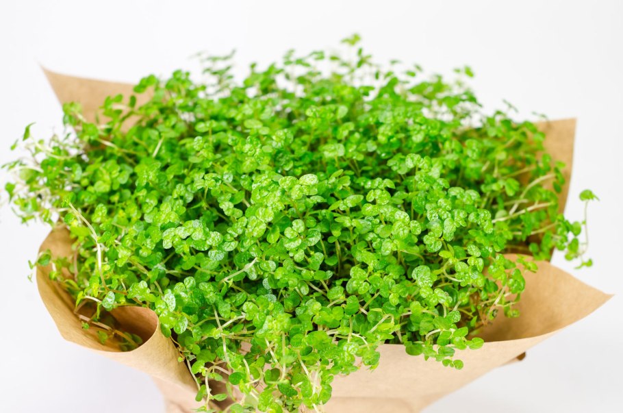 Растение солейролия