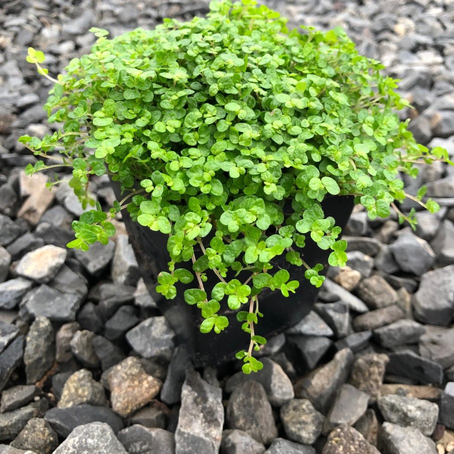 Солейролия argentea