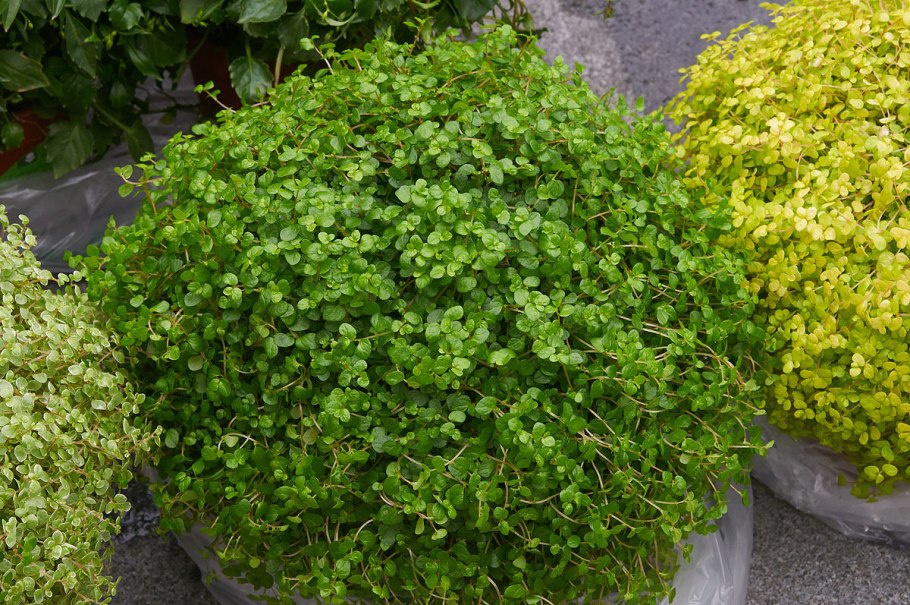 Солейролия Green