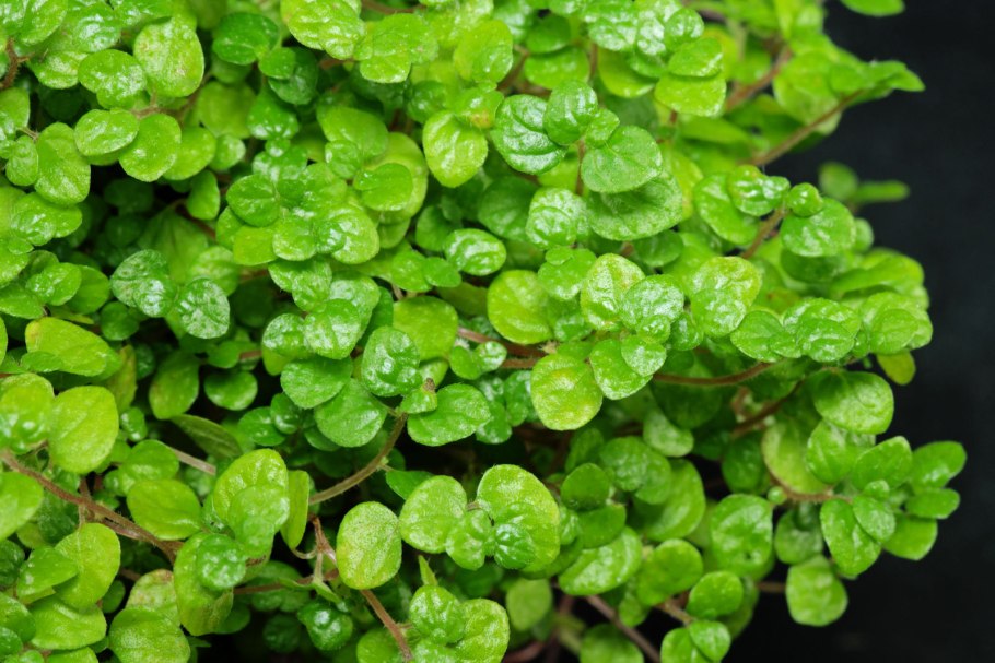 Солейролия Солейроля