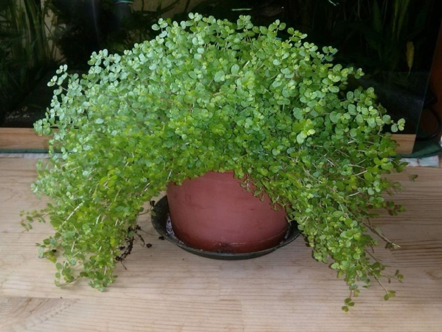 Солеройя растение