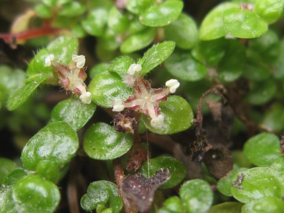 Улитки в комнатных растениях