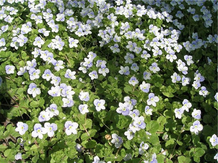 Хельксине Солейроля