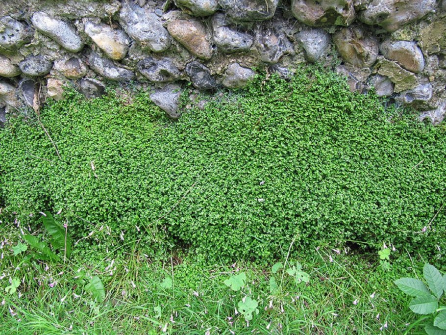 Солейролия Ауреум