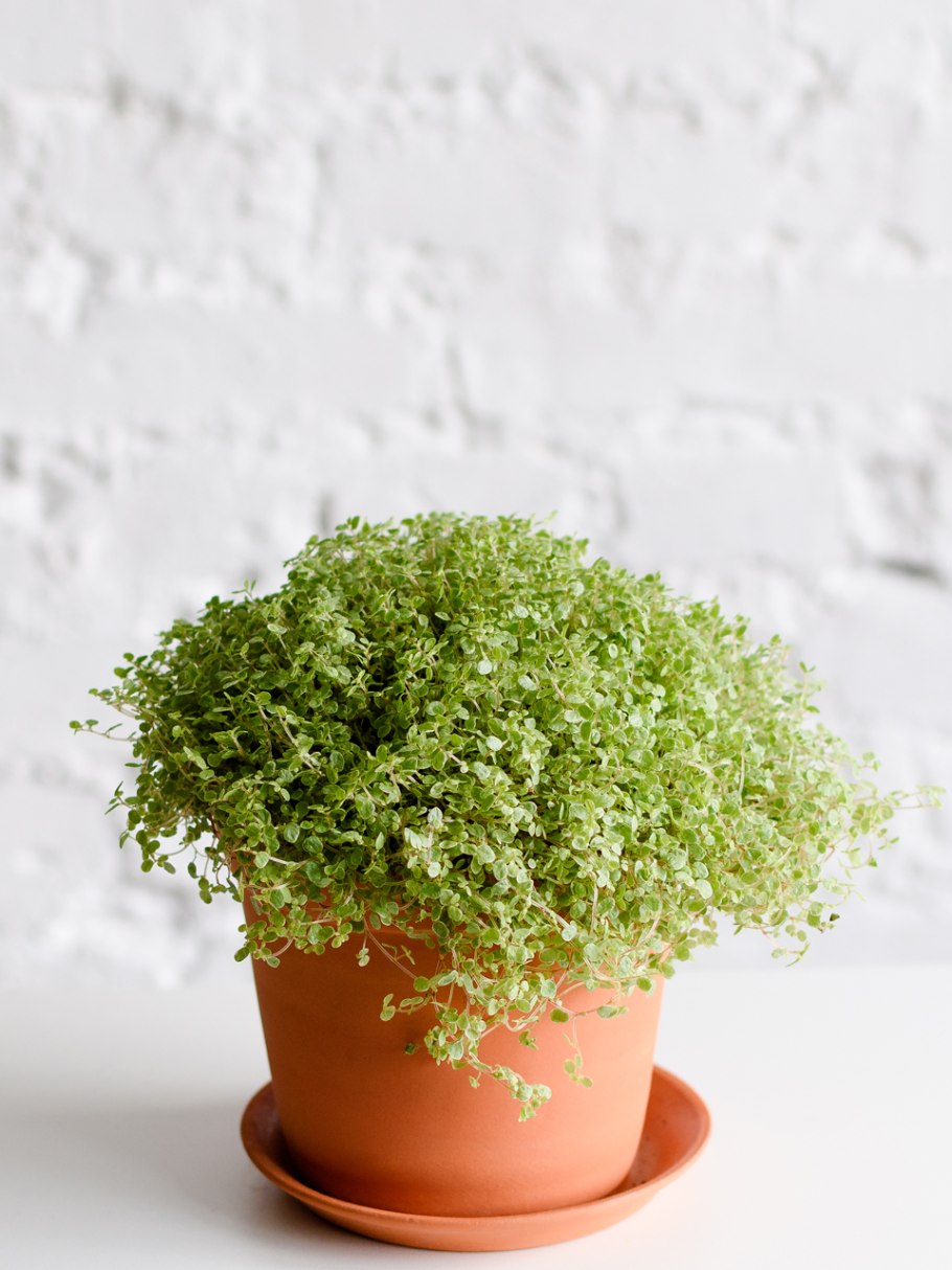 Цветок солейролия