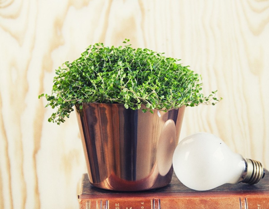 Гелксина солейролия