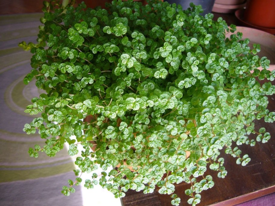 Солейролия или гелксина