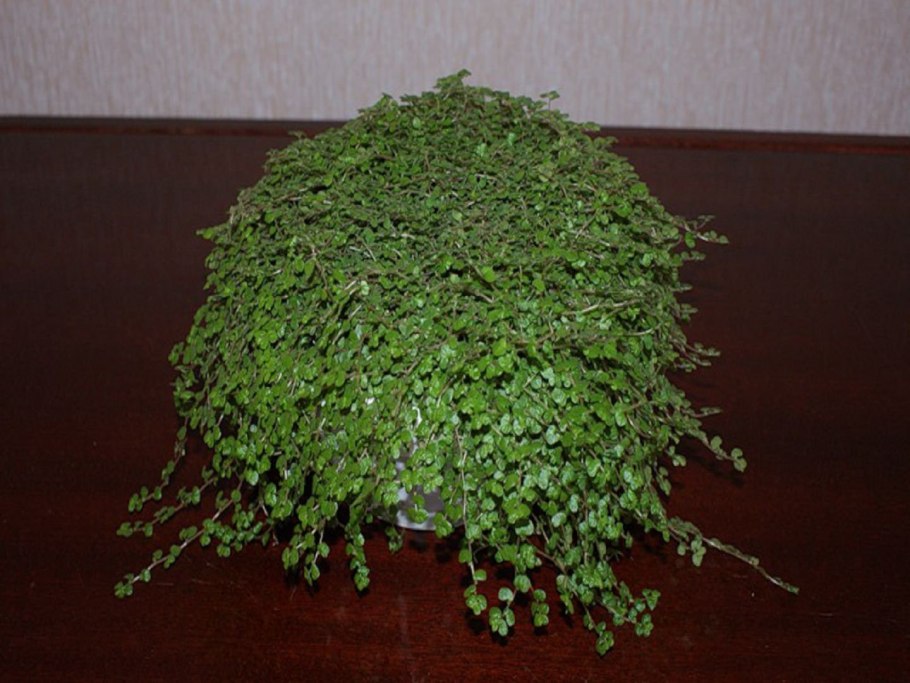 Садовая солейролия