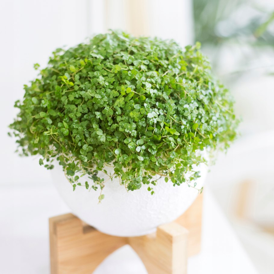 Солейролия Грин