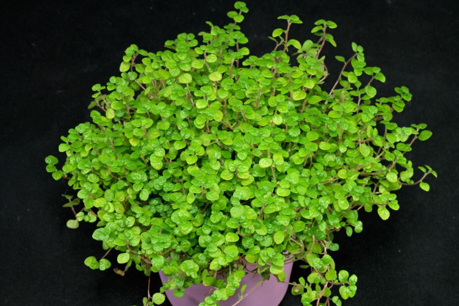 Хельксина ампельная