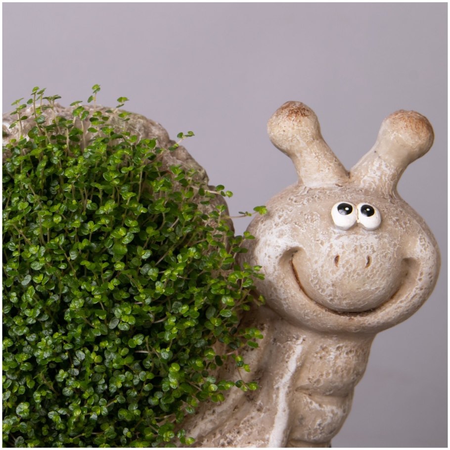 Солейролия Грин