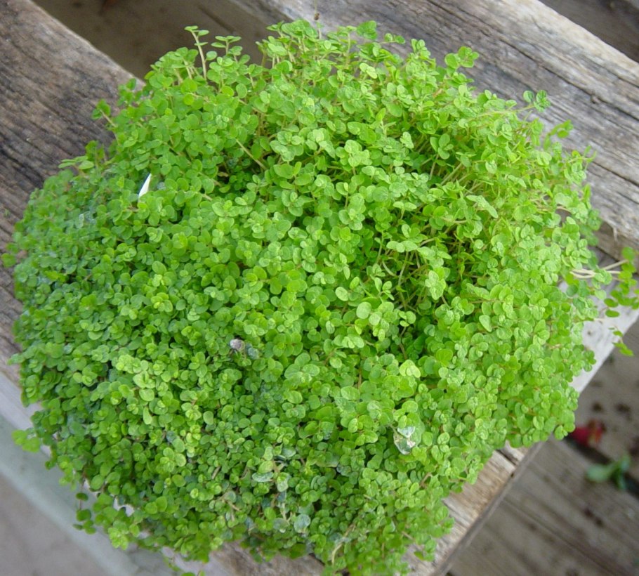 Цветок солейролия