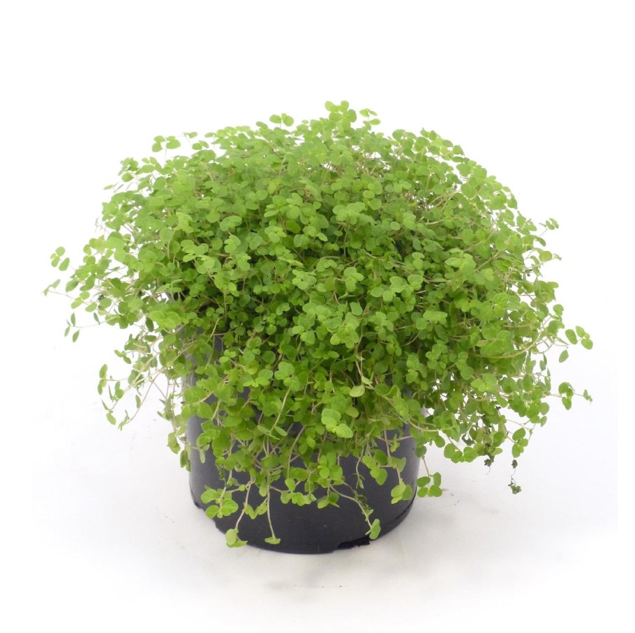 Гелксина солейролия